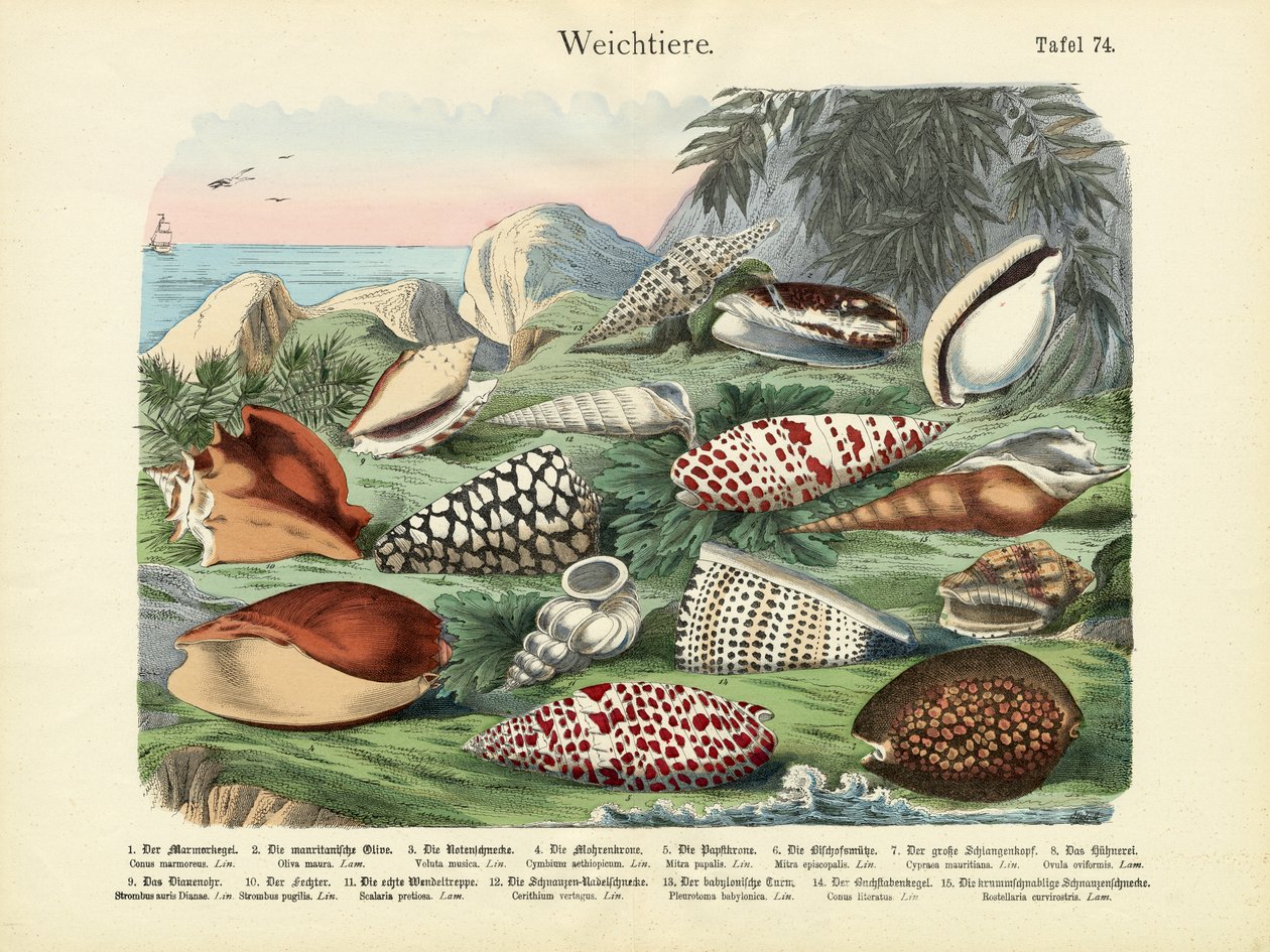 Mollusques, c.1860 - German School