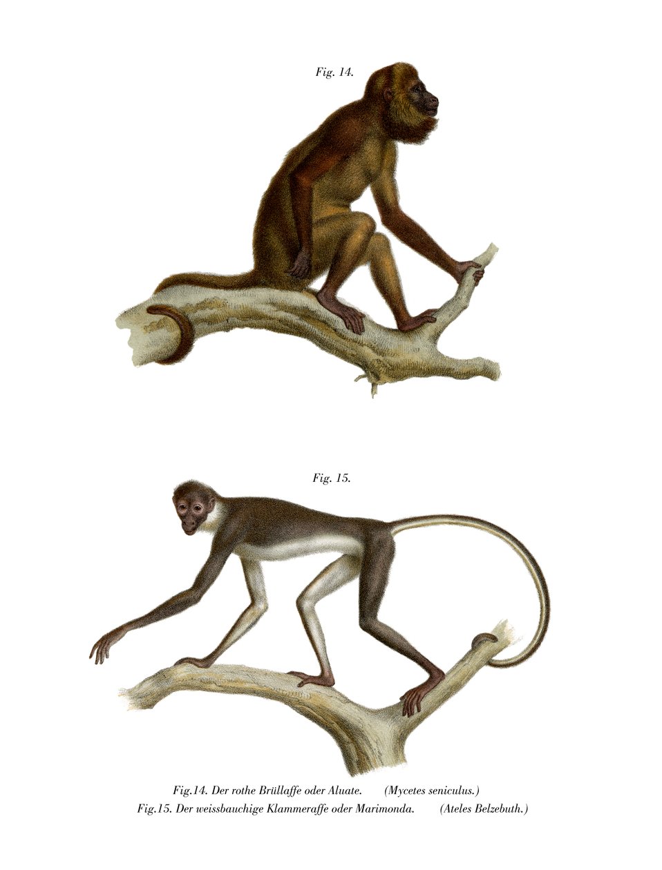 Singe hurleur rouge, 1860 - German School