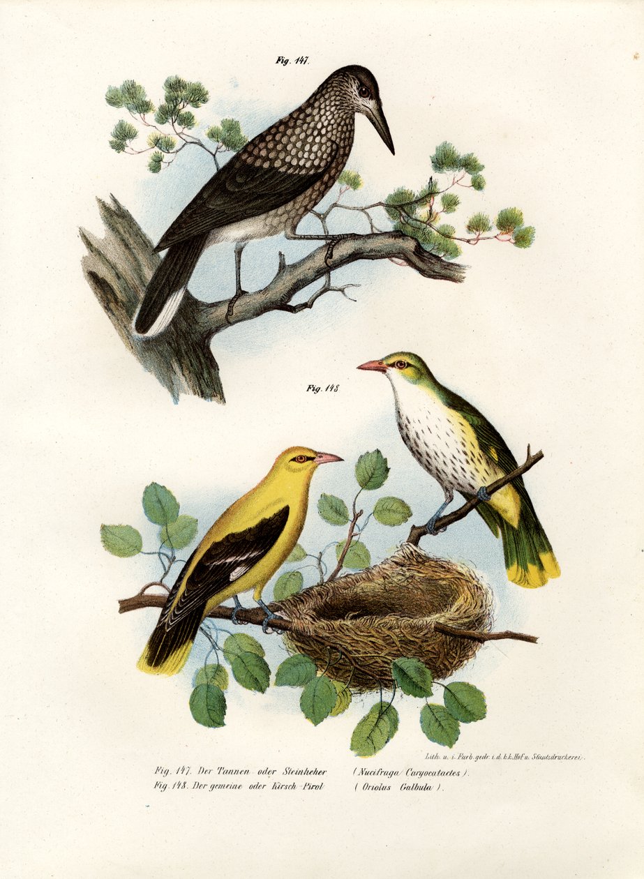 Cassenoix moucheté, 1864 - German School