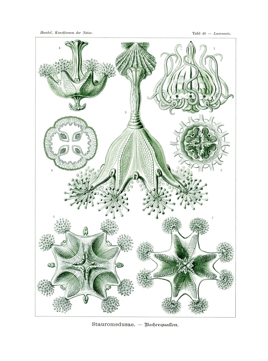 Stauroméduses, 1899-1904 - German School