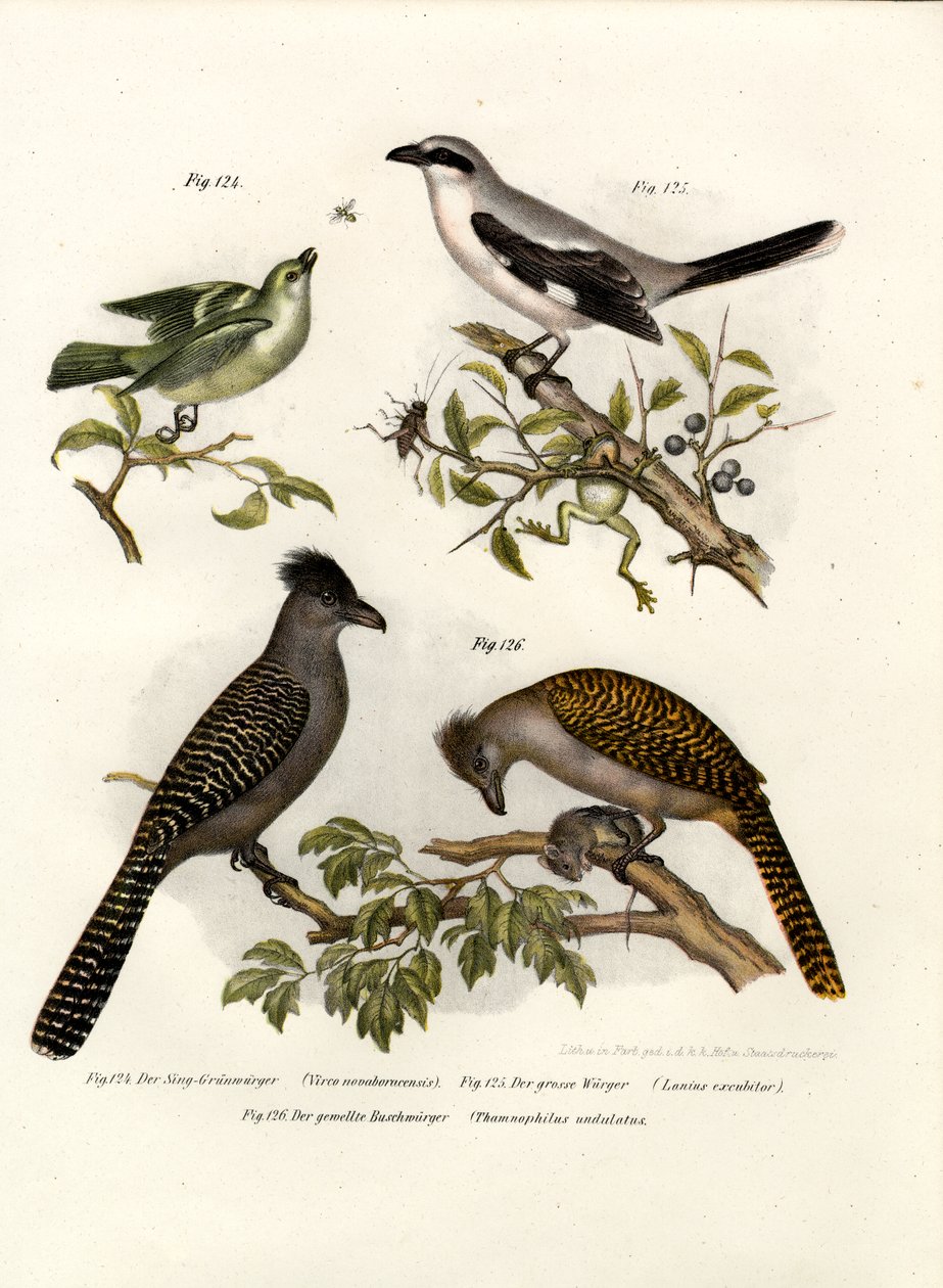 Viréo aux yeux blancs, 1864 - German School