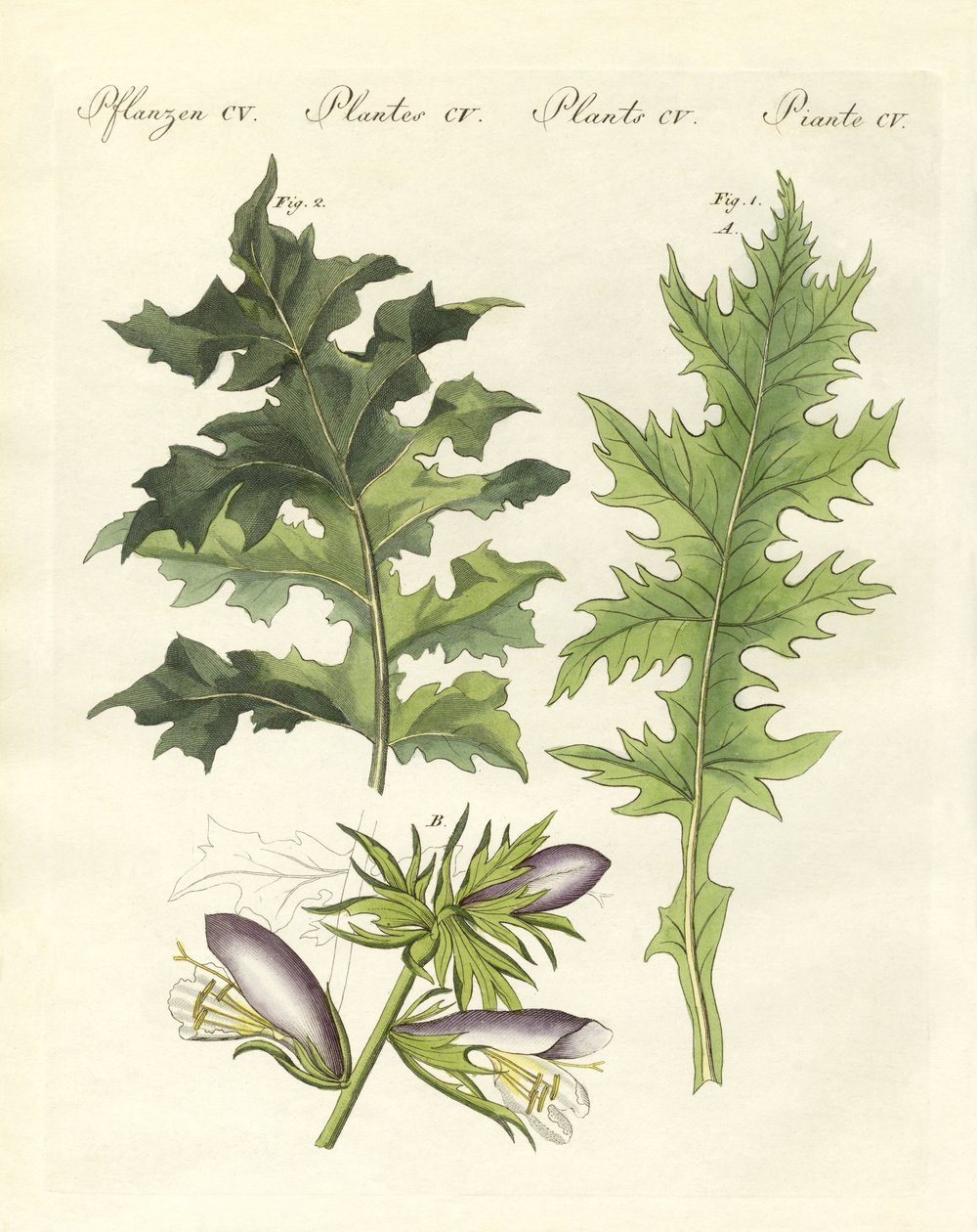 Plantes d