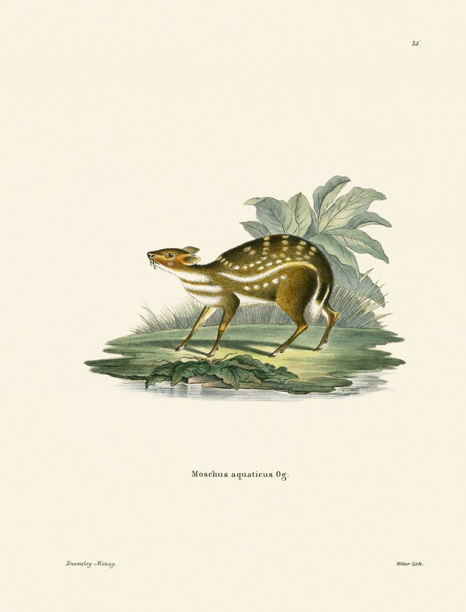 Chevrotain africain - German School