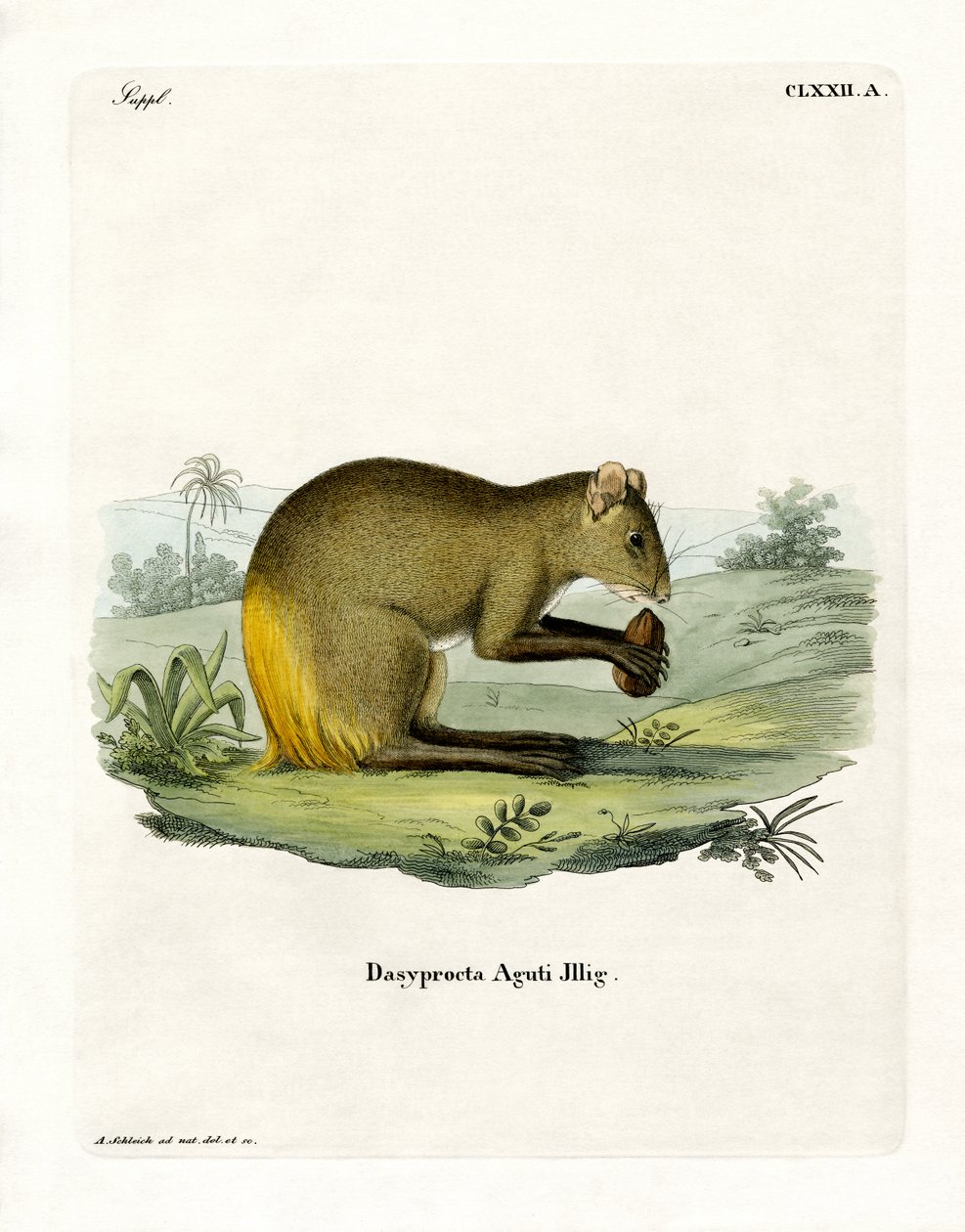 Agouti - German School
