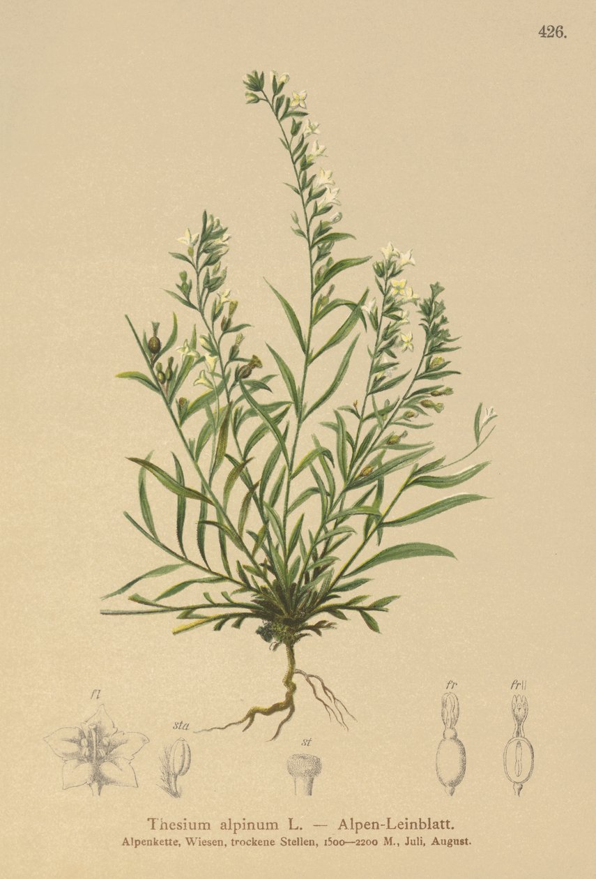 Toadflax bâtard des Alpes (Thesium alpinum) - German School