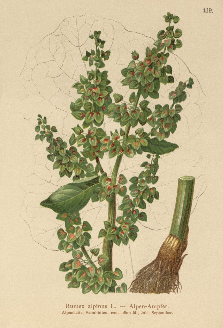 Oseille des Alpes (Rumex alpinus) - German School