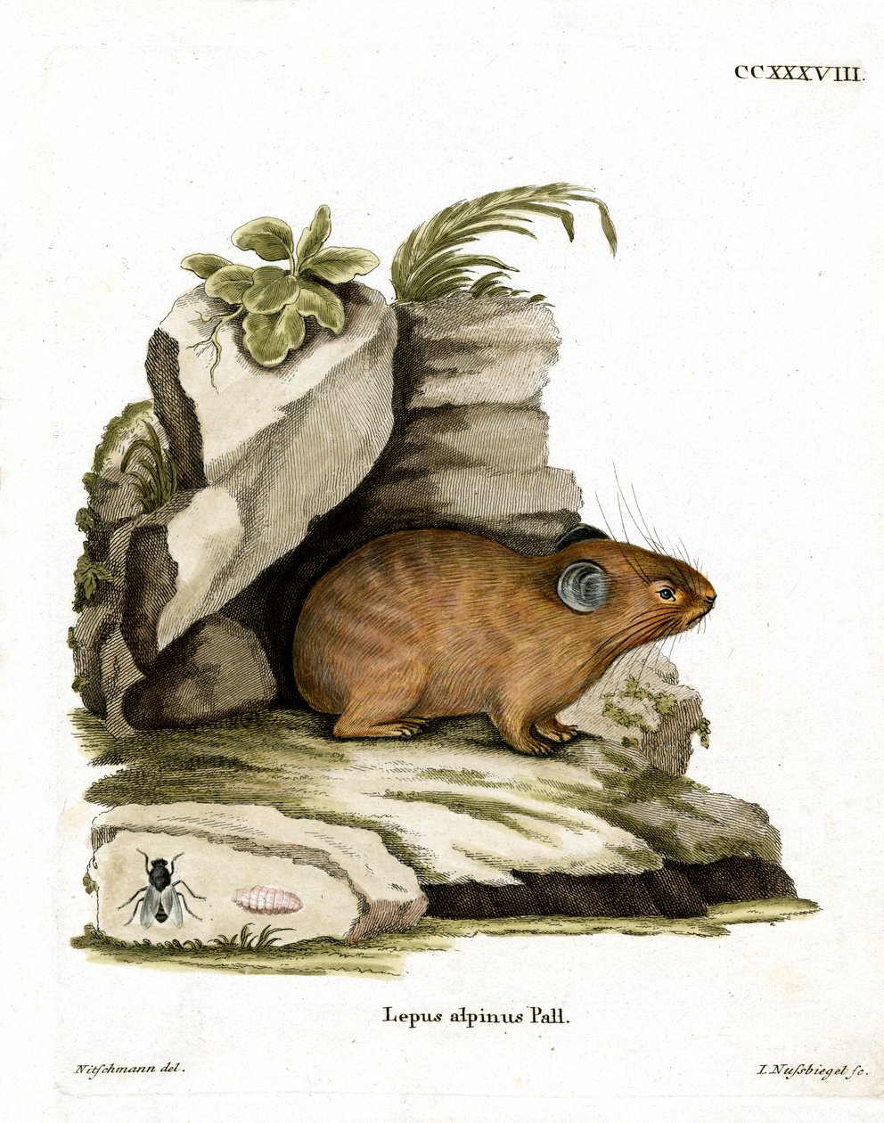 Pika des Alpes - German School
