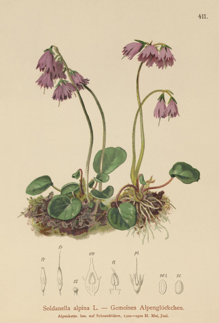 Soldanelle des Alpes (Soldanella alpina) - German School