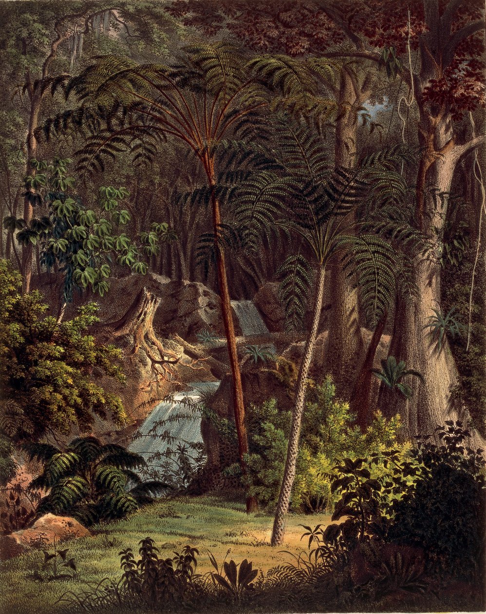 Forêt amazonienne, table XXVII de 
