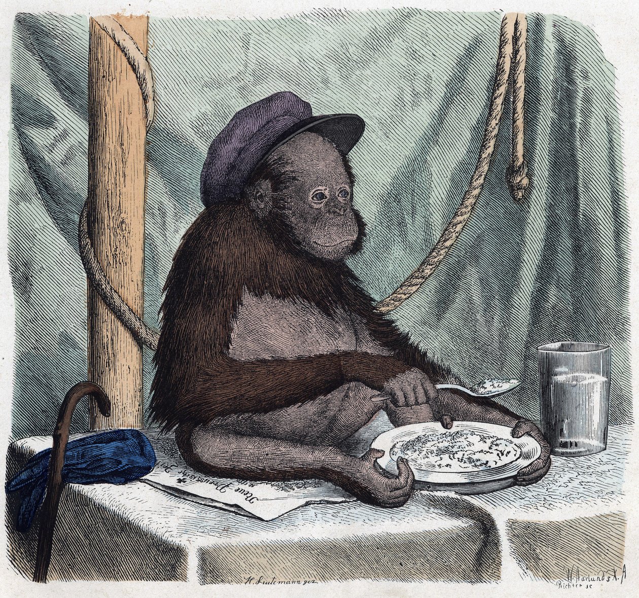 Un orang-outan éduqué mange du riz avec une cuillère. Dans "Wenn Jemand eine Reise thut, so kann er was erzählen" (Quand quelqu