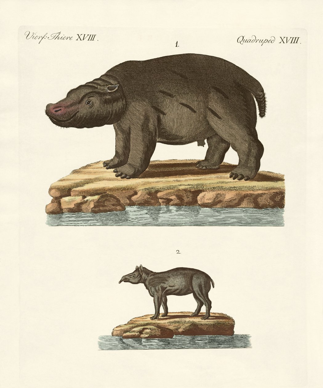 Animaux des pays chauds - German School