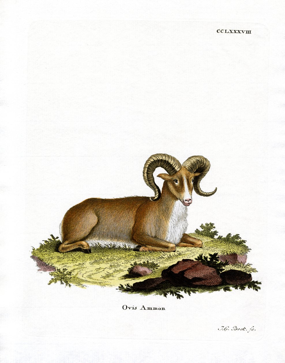 Argali - German School