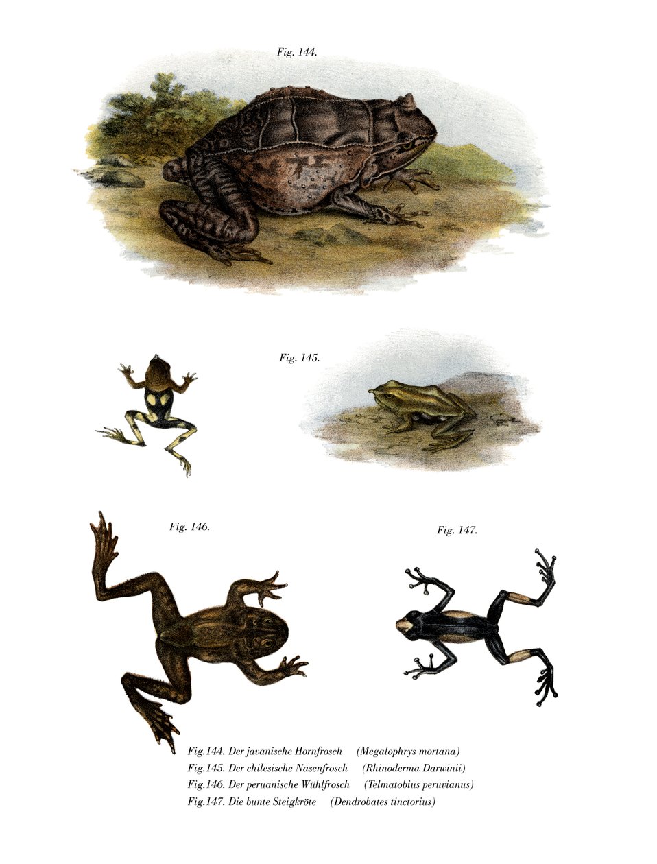 Grenouille cornue asiatique - German School