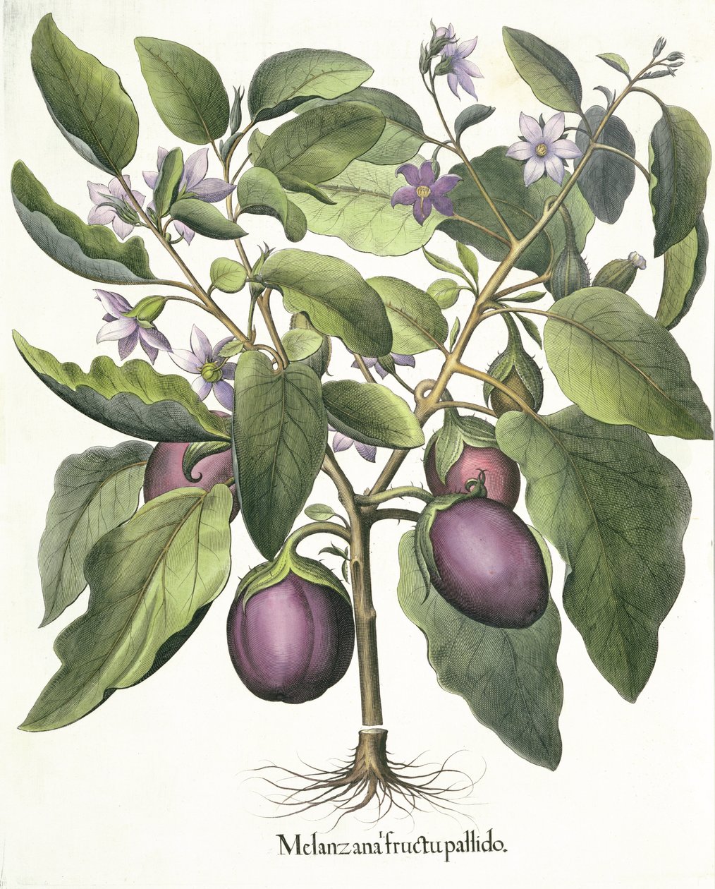 Aubergine, du Hortus Eystettensis par Basil Besler - German School