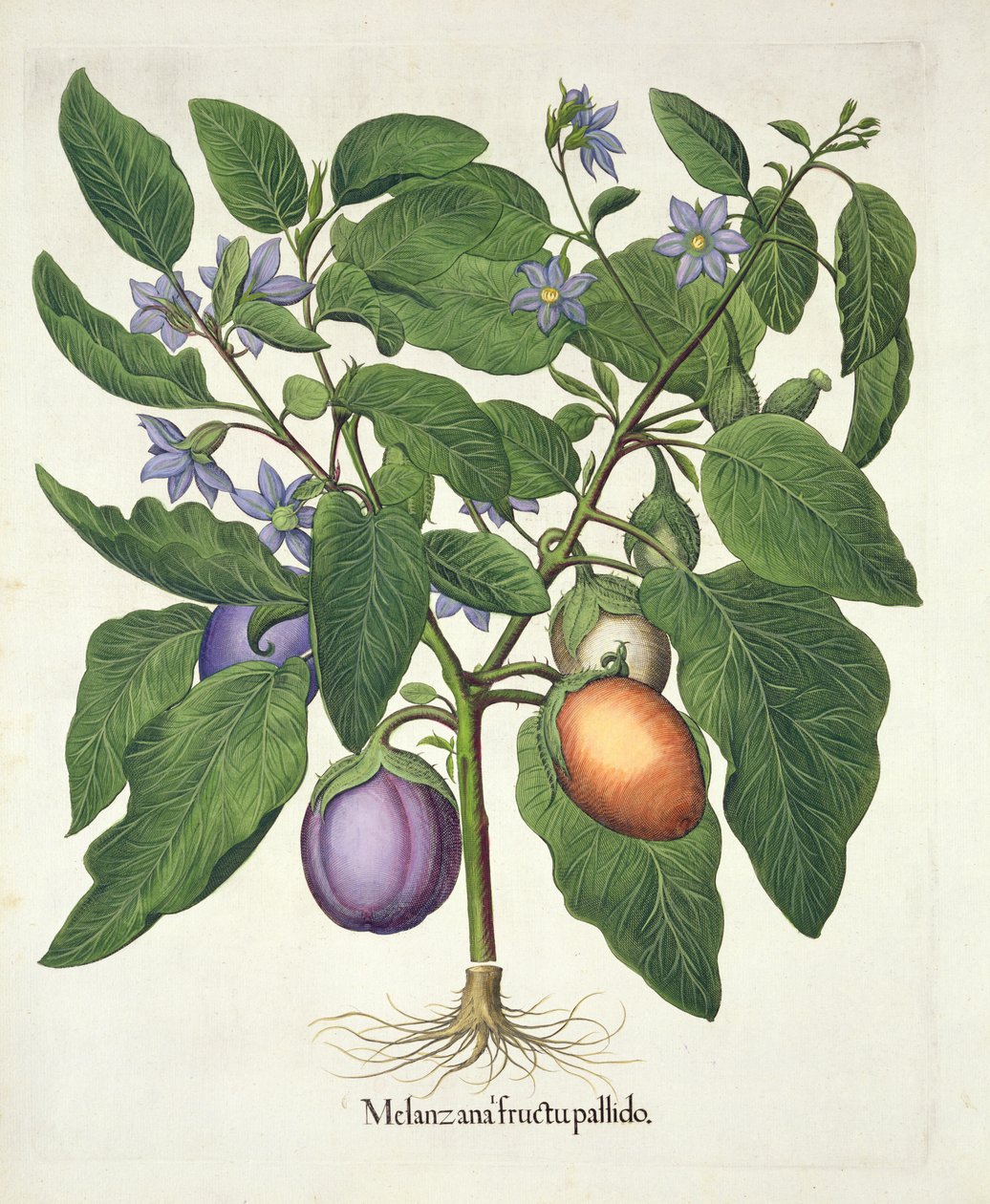 Aubergine : Melanzana fructu pallido, du Hortus Eystettensis par Basil Besler (1561-1629), pub. 1613 (gravure en couleur) - German School