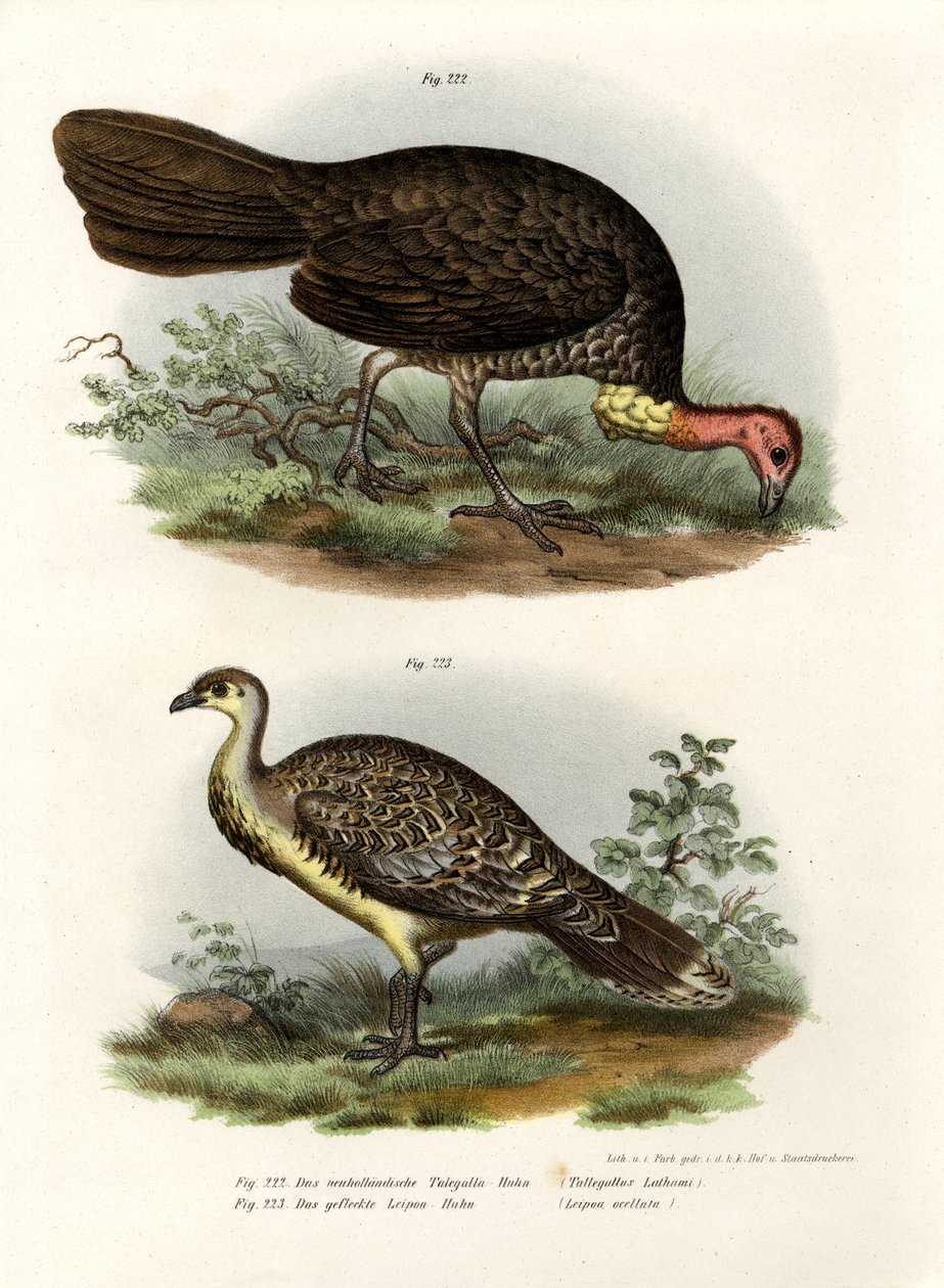 Talégalle de Latham, 1864 - German School
