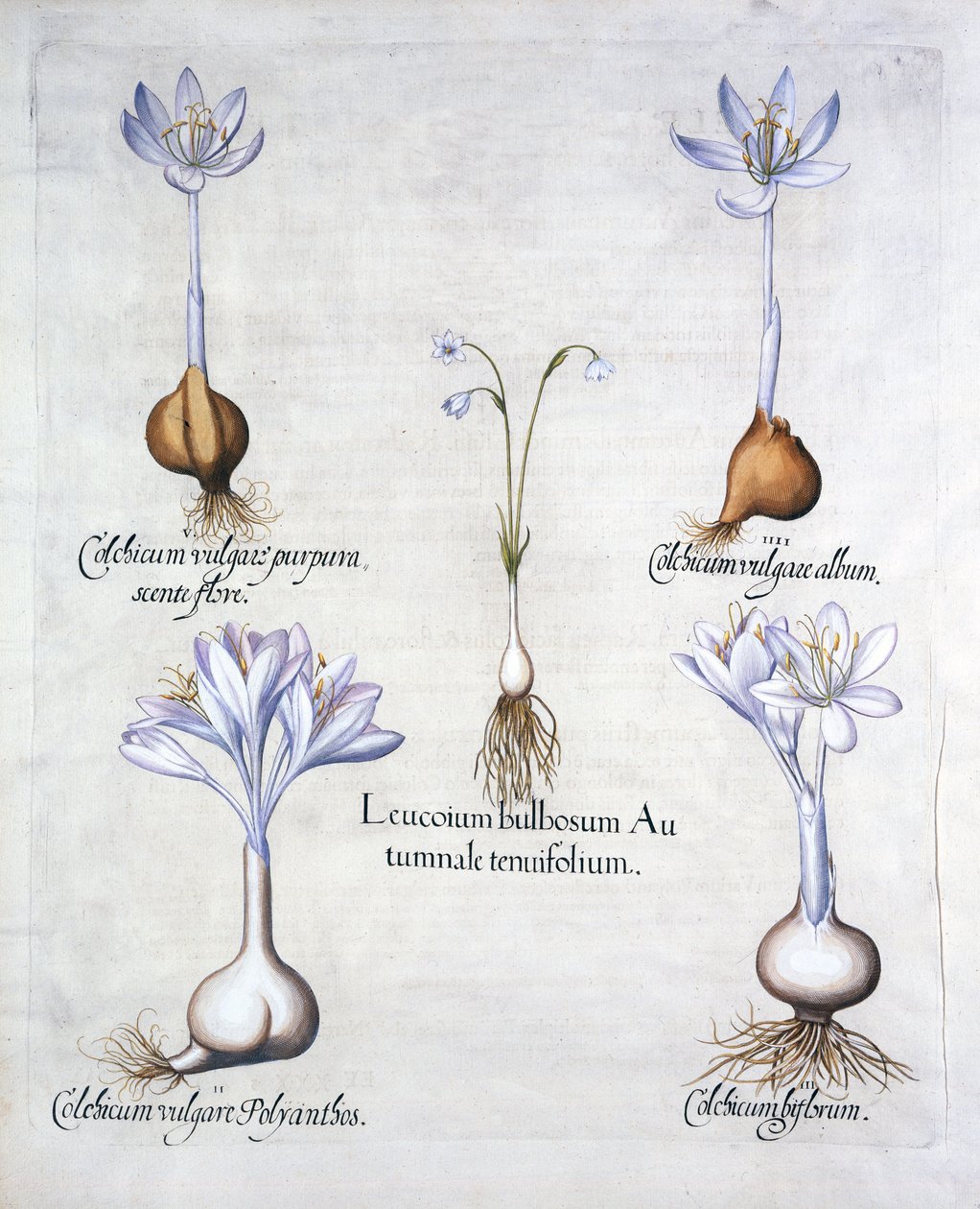 Autumn Snowflake et Meadow Saffrons, de Hortus Eystettensis, par Basil Besler, pub. 1613 - German School