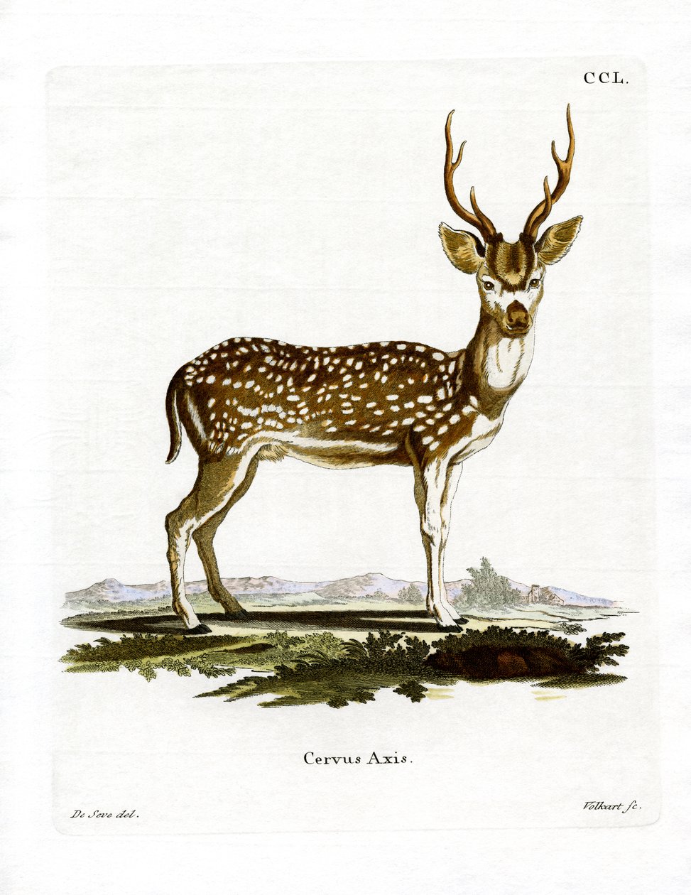Cerf axis - German School