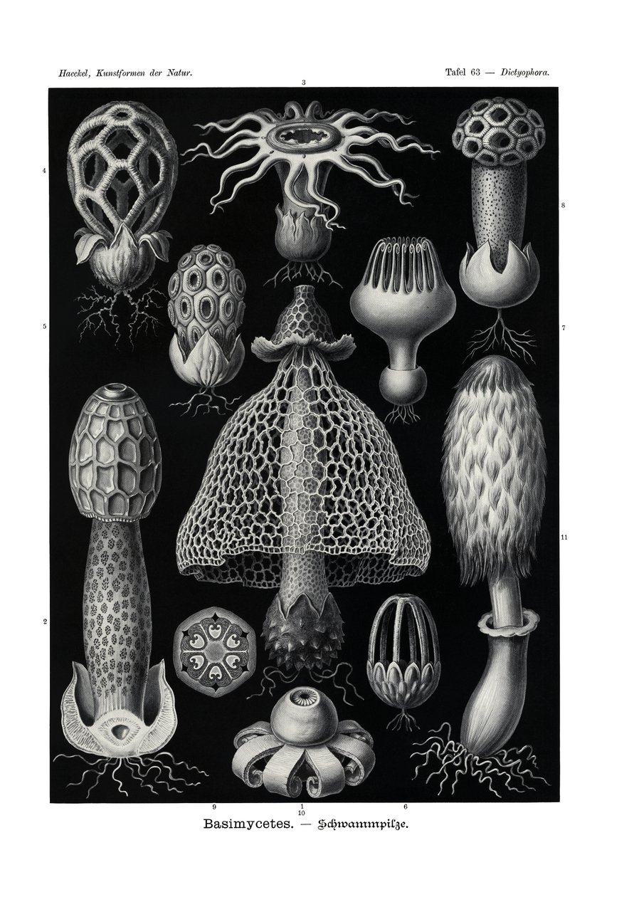 Basimycetes, 1899-1904 - German School