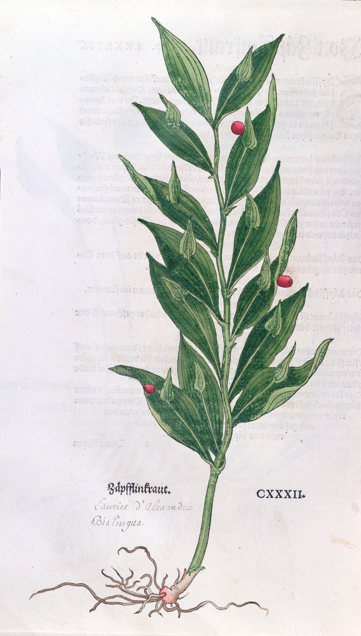 Laurier, illustration pour l