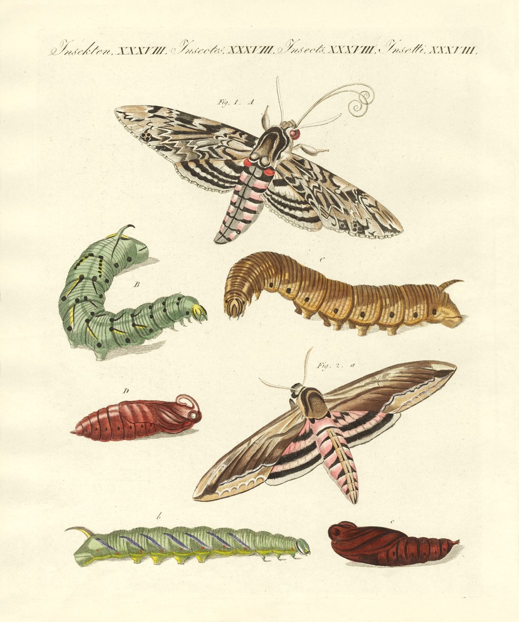 Beaux papillons allemands - German School