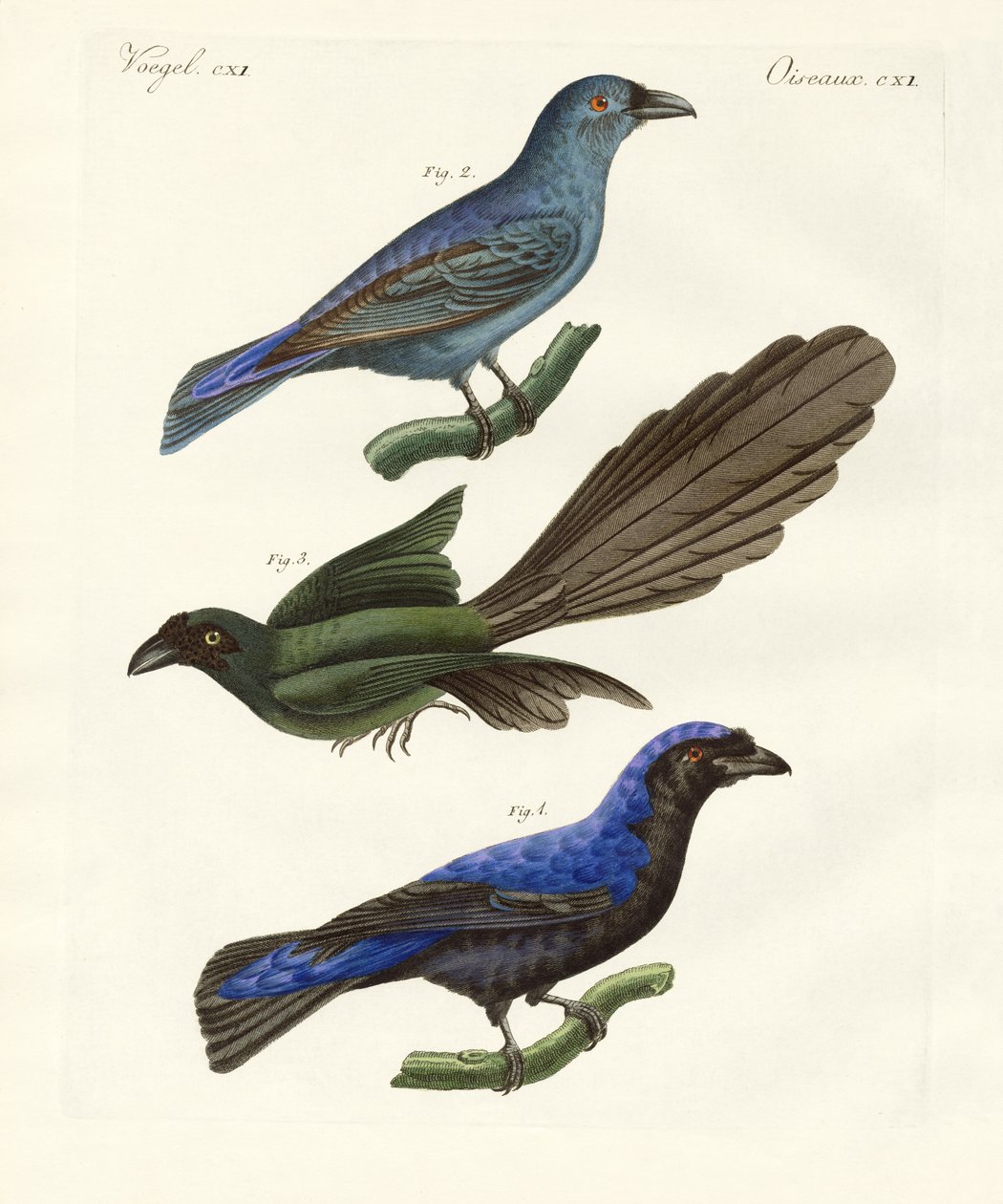 Oiseaux étrangers magnifiques - German School