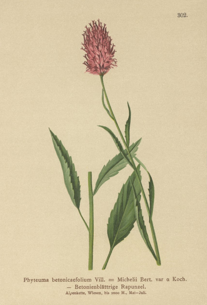 Raiponce à feuilles de bétoine - German School