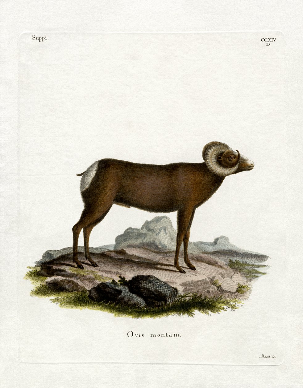Mouflon canadien - German School