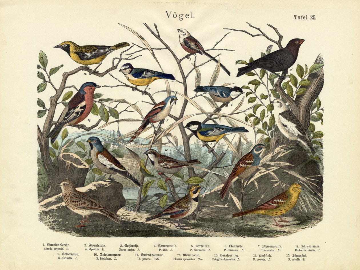 Oiseaux, c.1860 - German School