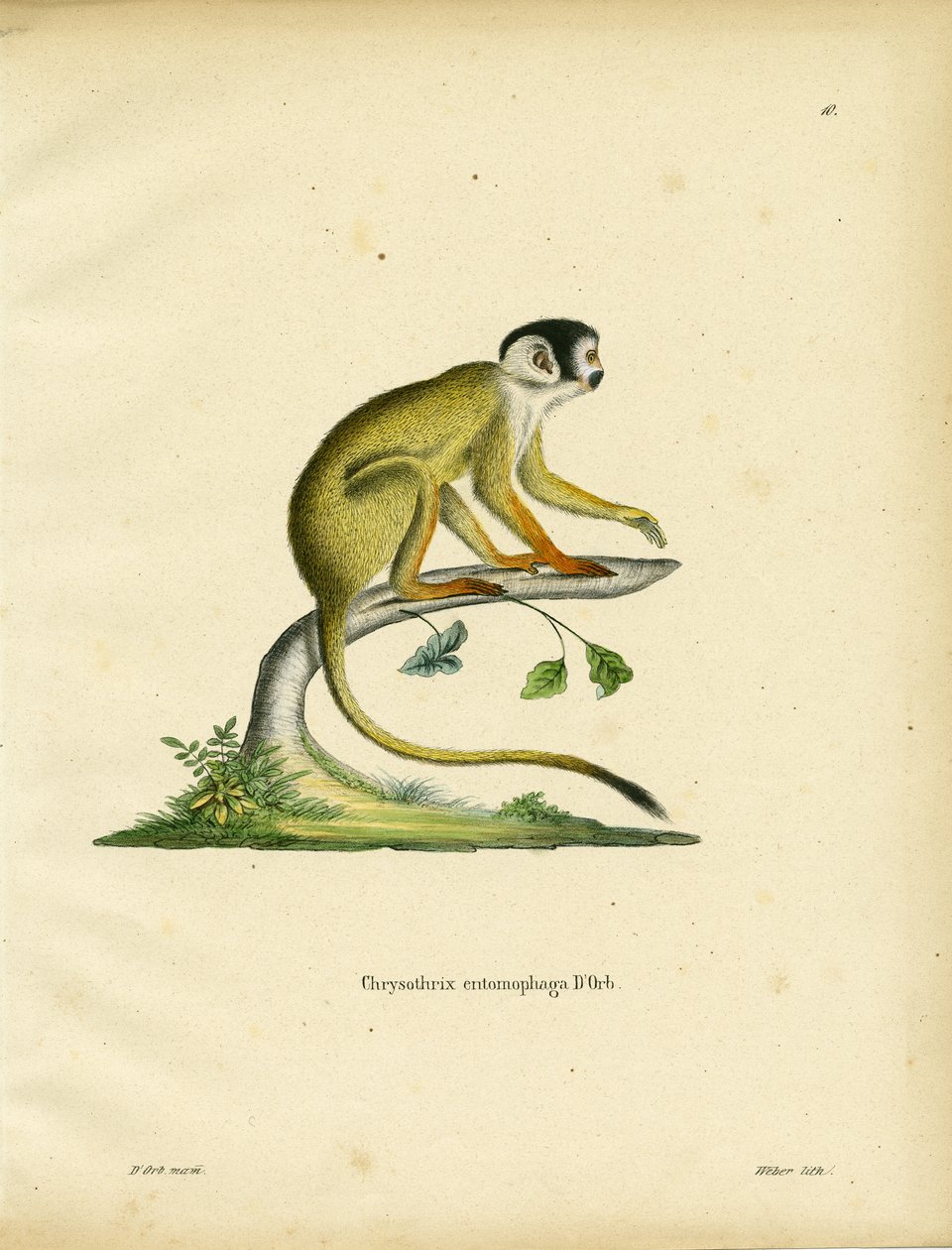 Singe Écureuil à Tête Noire - German School