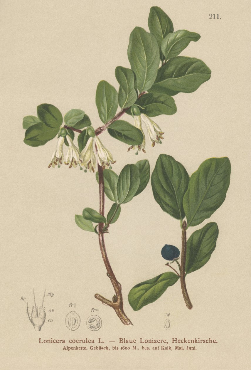 Chèvrefeuille bleu (Lonicera caerulea, Lonicera coerulea) - German School