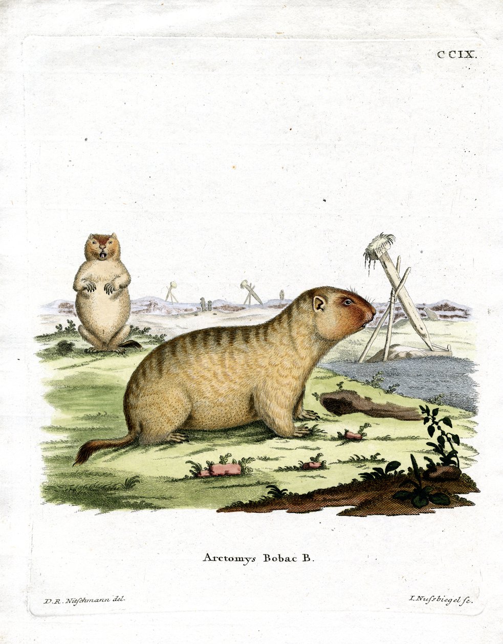 Marmotte de Bobac - German School