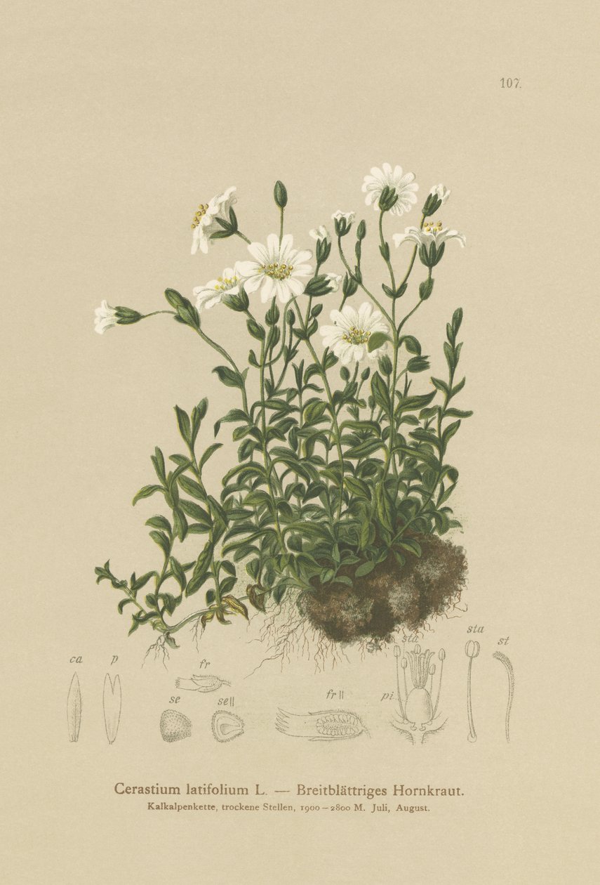 Oreille de souris à larges feuilles (Cerastium latifolium) - German School