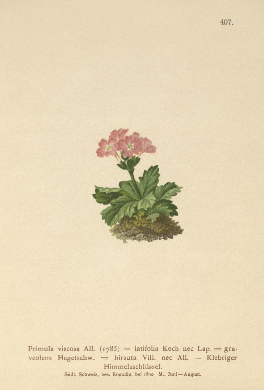 Primevère à larges feuilles - German School