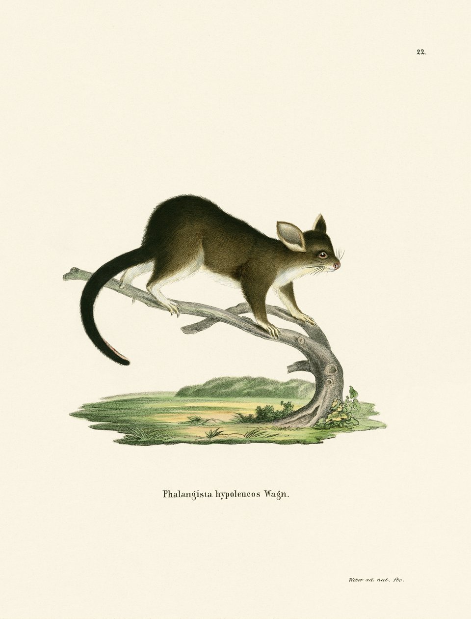 Phalanger renard - German School
