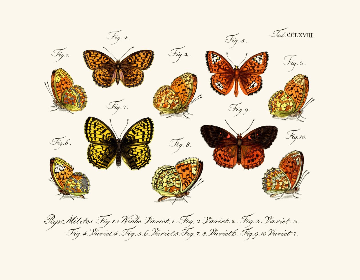 Papillons - German School