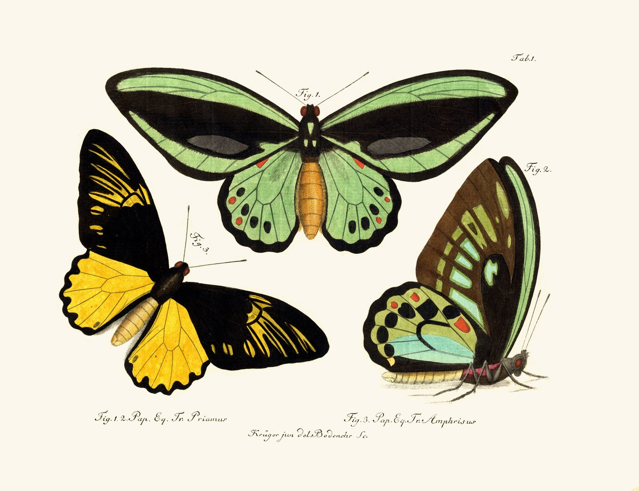 Papillons - German School