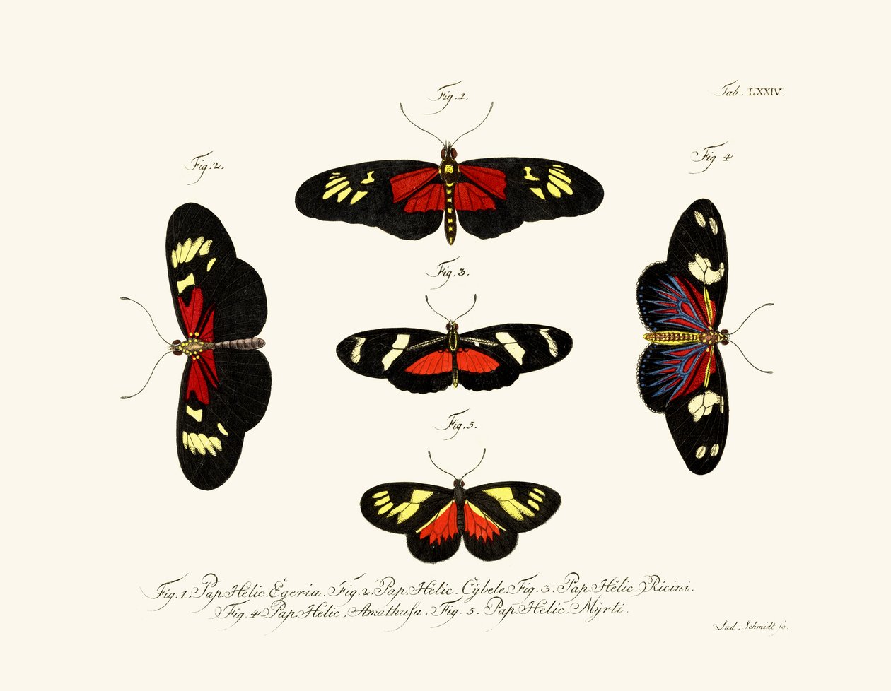 Papillons - German School