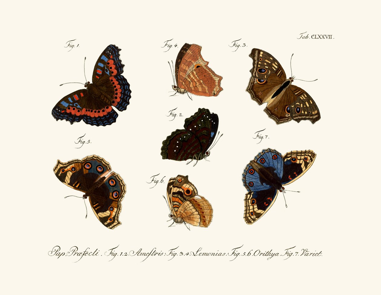 Papillons - German School