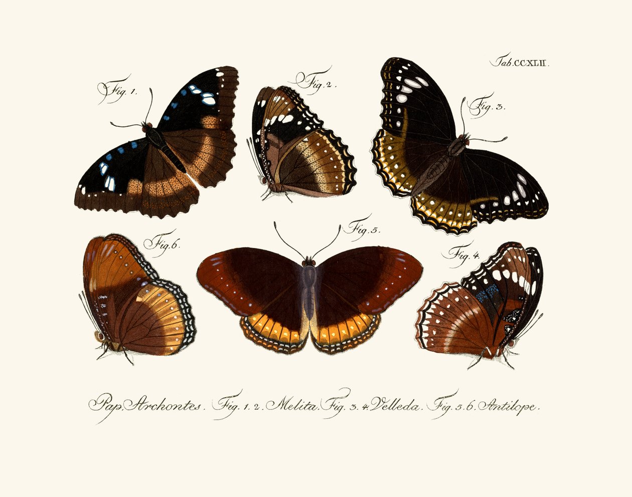 Papillons - German School