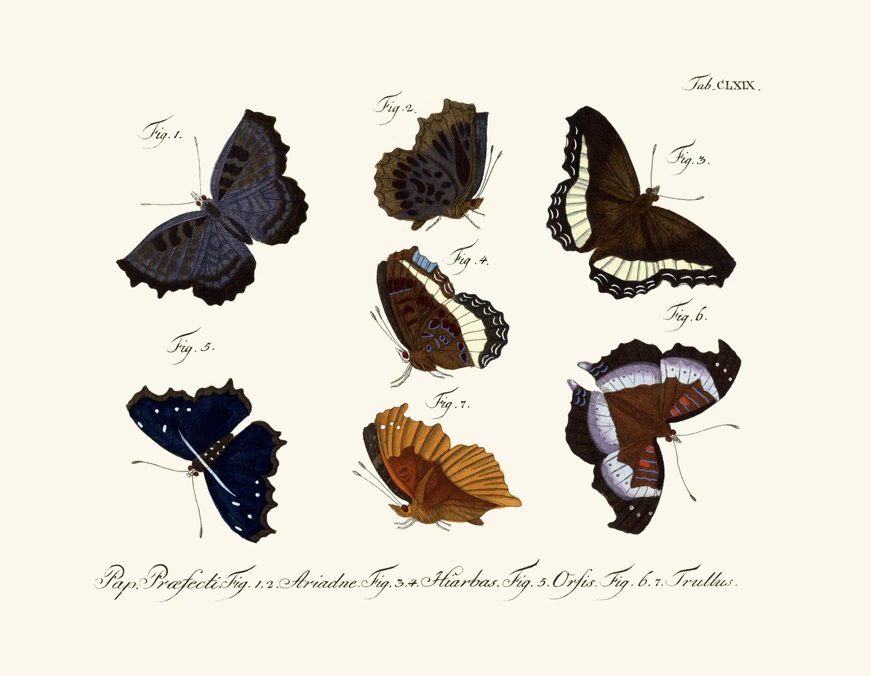 Papillons - German School