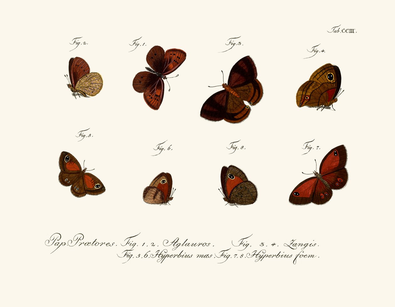 Papillons - German School