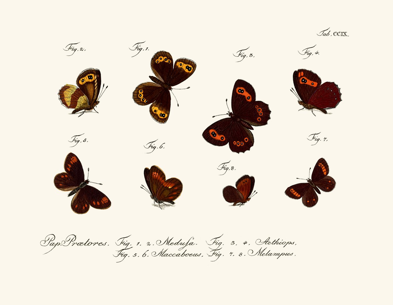 Papillons - German School