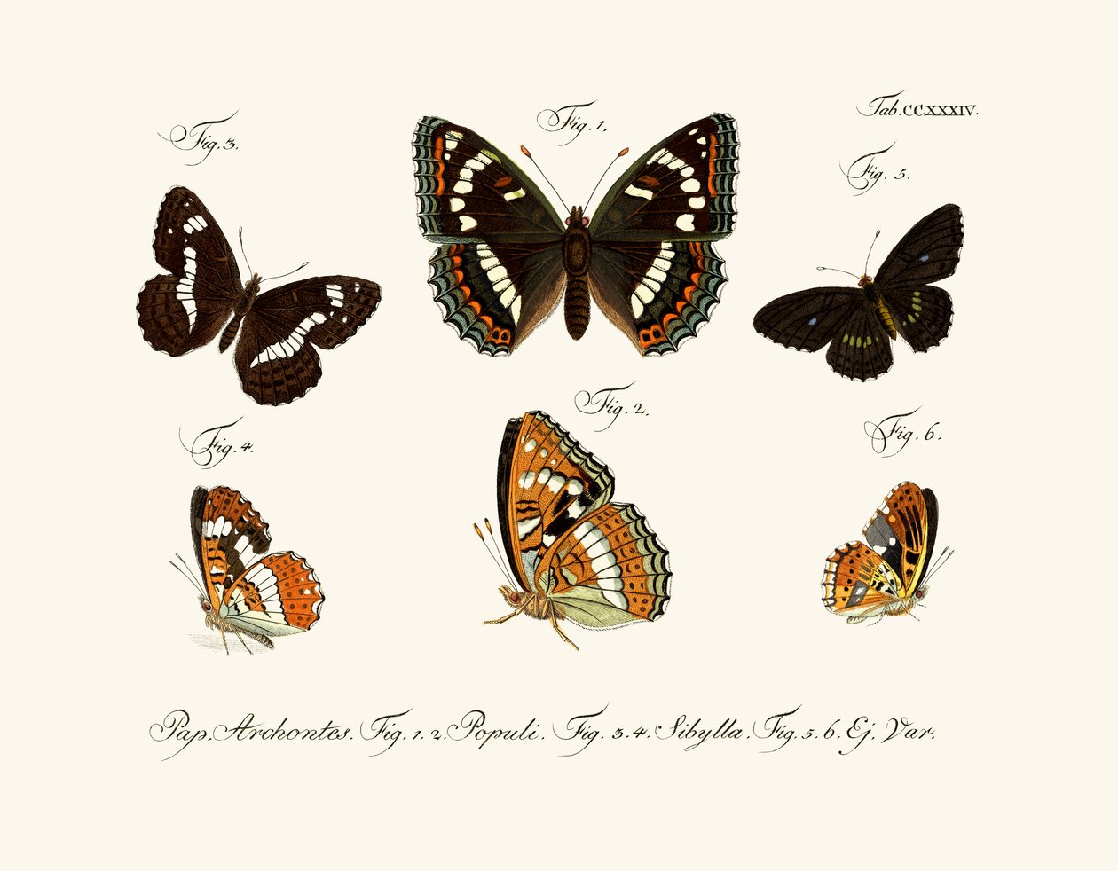 Papillons - German School