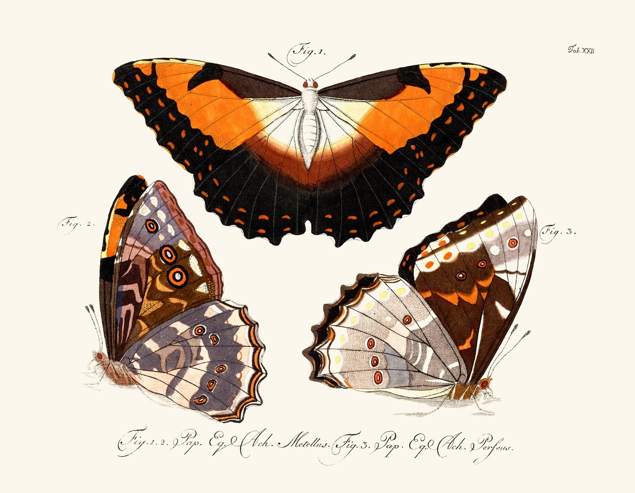 Papillons - German School