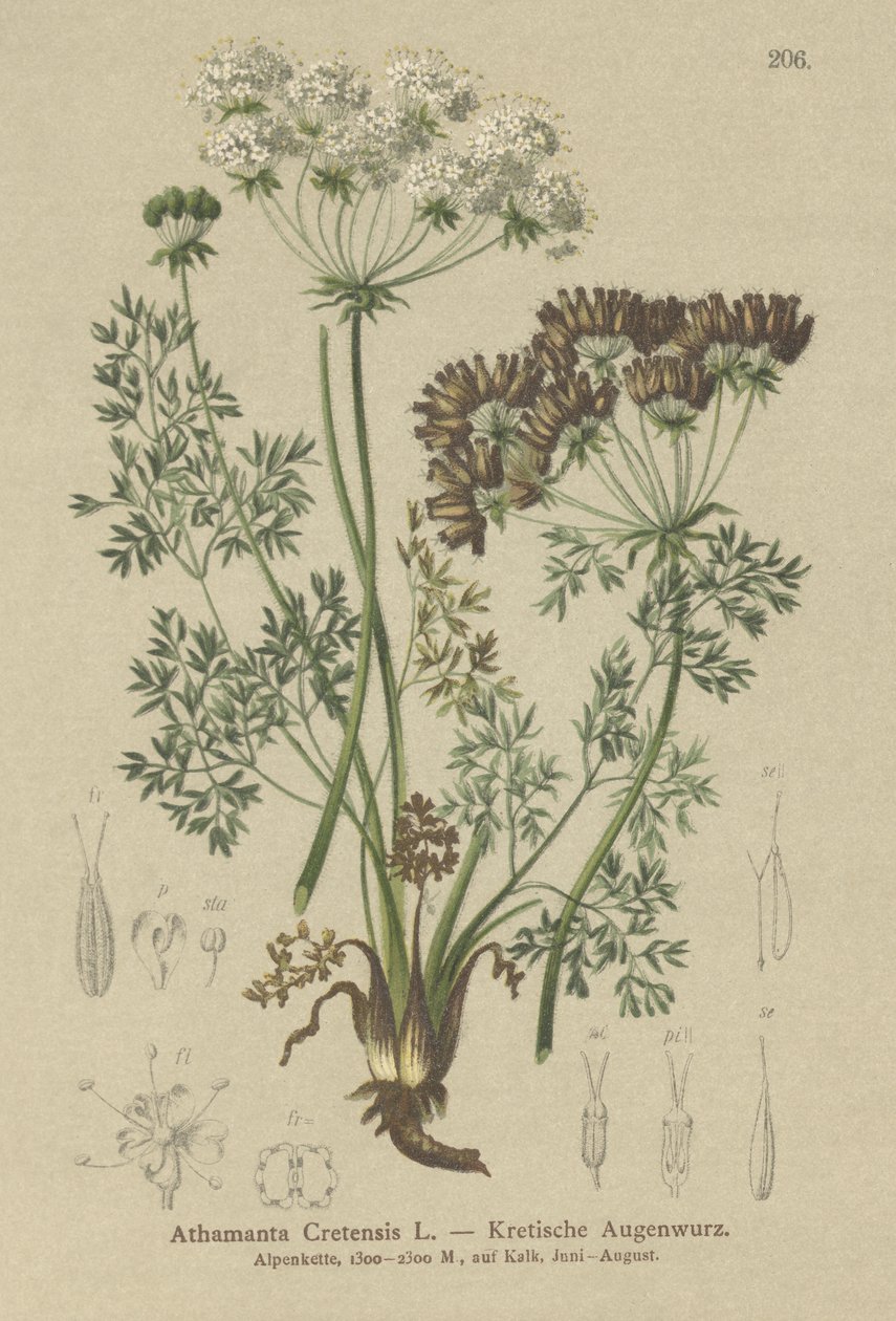 Carotte sucrée (Athamanta cretensis) - German School