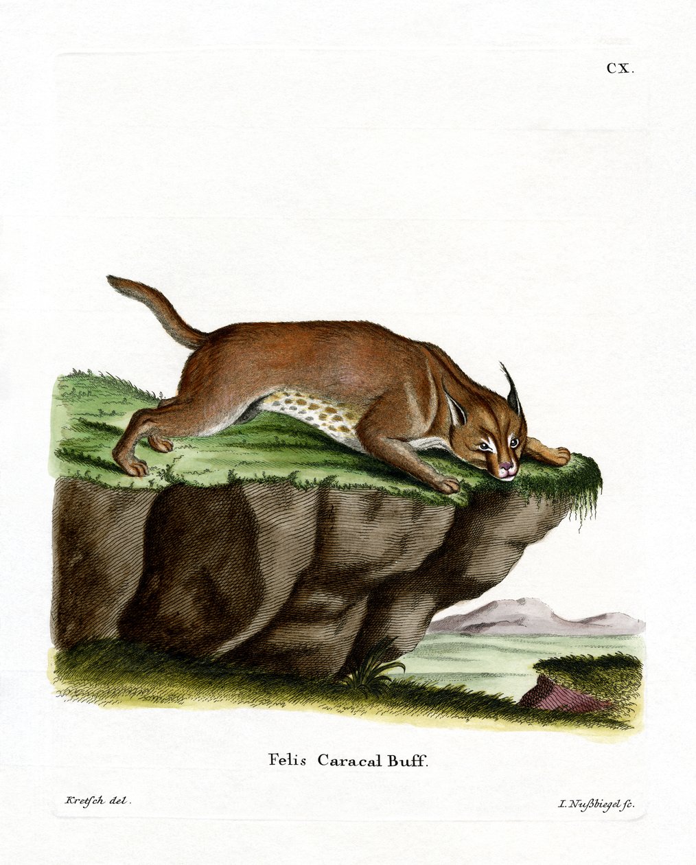 Caracal - German School