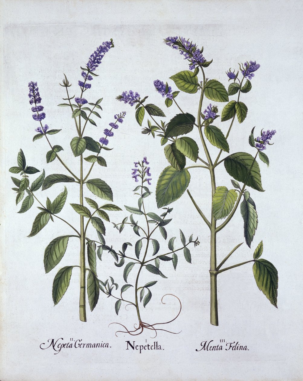 Cataire et herbe à chat, de Hortus Eystettensis, par Basil Besler (1561-1629), pub. 1613 - German School