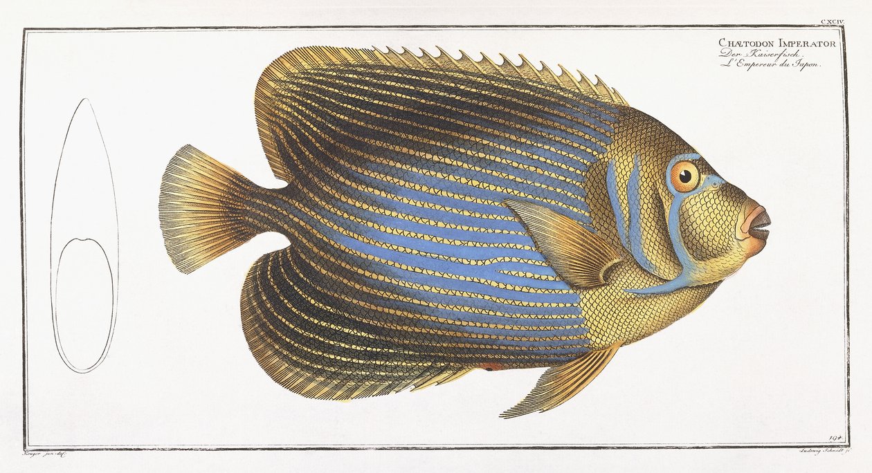 Chaetodon Imperator - German School