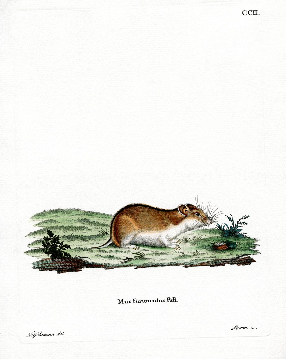 Hamster rayé chinois - German School